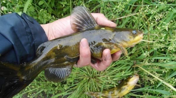 速度|黄颡鱼这钓法果然不简单,上鱼速度那叫一个快夏天不用亏大了