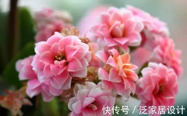 夏季|夏天有几种花再便宜也不能买,一不小心就死翘翘,人财两空