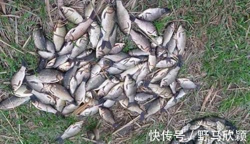技巧|野钓大鲫鱼技巧:都是钓草洞,渔获差异巨大,原因在这里!