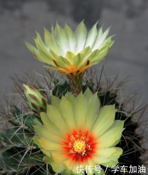 新人养仙人球,老花匠教你5招,不仅长得快、而且开花鲜艳又大朵!