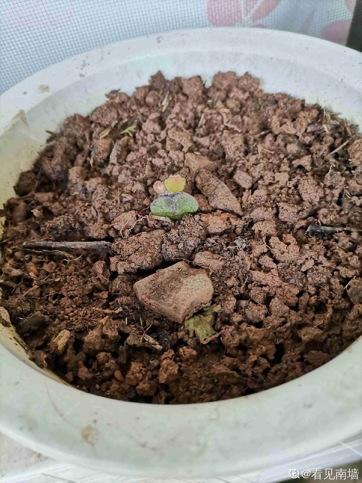 蟹爪兰度夏后，干瘪低垂没精神，4个方法重换新生