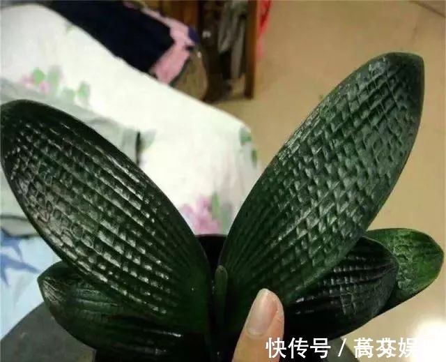 土壤|君子兰最爱“2种水”,15天用一次,花剑蹭蹭冒,1年能开2次花!