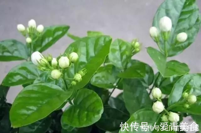 修剪|养好茉莉花，关键在一个“摘”，能开两个季度，白色花瓣挂满花盆