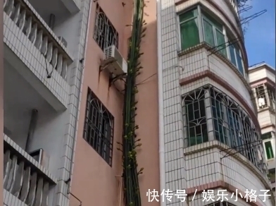 奇观|广东一龙骨花在楼外养殖,十几年长到6层楼高,网友:天下奇观