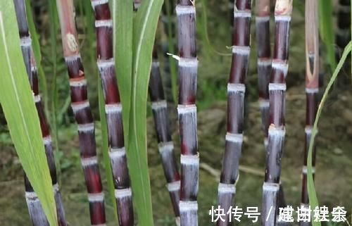 柚子|女性不想老,不妨多吃三种食物,延缓衰老,美容养颜,早吃早受益