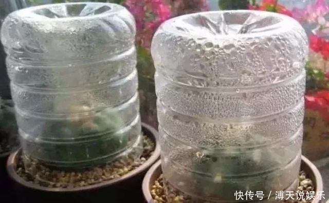 妙招|家庭养花,塑料瓶是“宝贝”,学会5个使用“小妙招”,一生受用