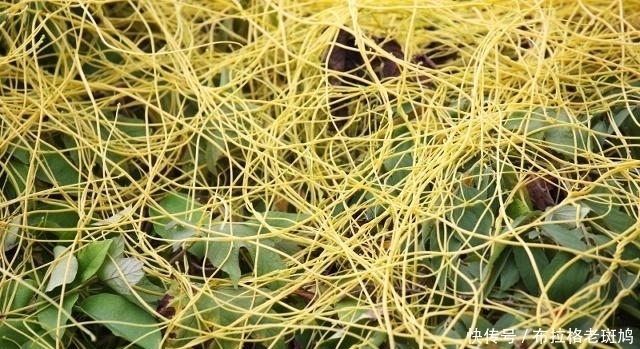  功效|男人想补肾，不妨常用3物泡水喝，肾脏可能悄悄变“年轻”