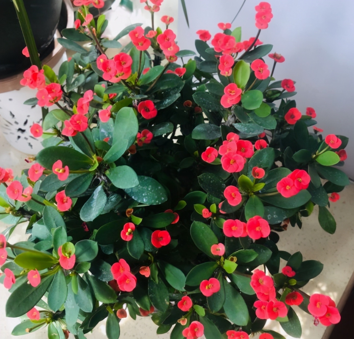 如果想在卧室养花,4种花尽量别养卧室,对身体没好处