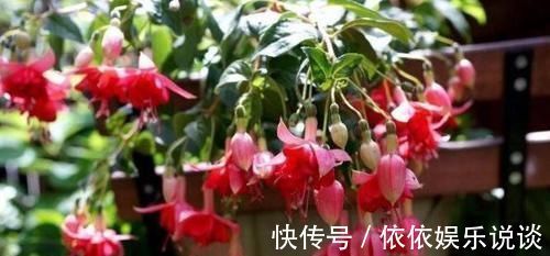 花草|末伏天闷热，赶快查下家里是否盆栽了此4款，当心养一盆死一盆