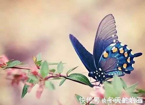 乱红!欧阳修最经典的一首词,开篇就是名句,李清照也赞不绝口