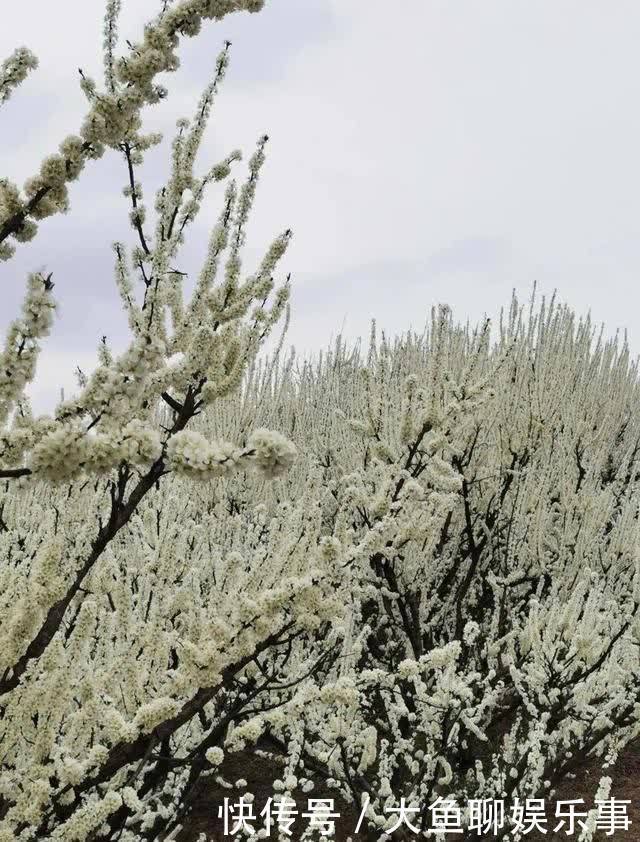 “云”赏花！镇宁李花樱花醉游客