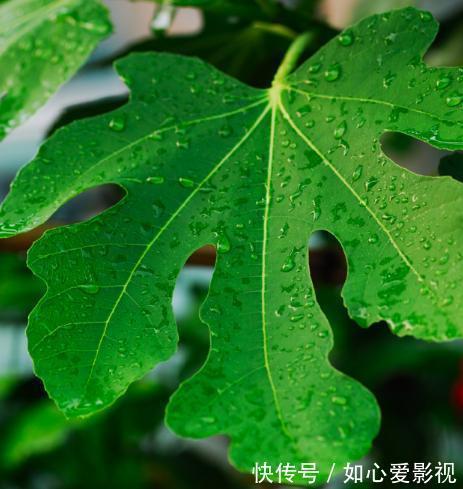 无花果浑身都是宝,不仅果子好吃,叶子也有用,别再傻傻的丢掉了