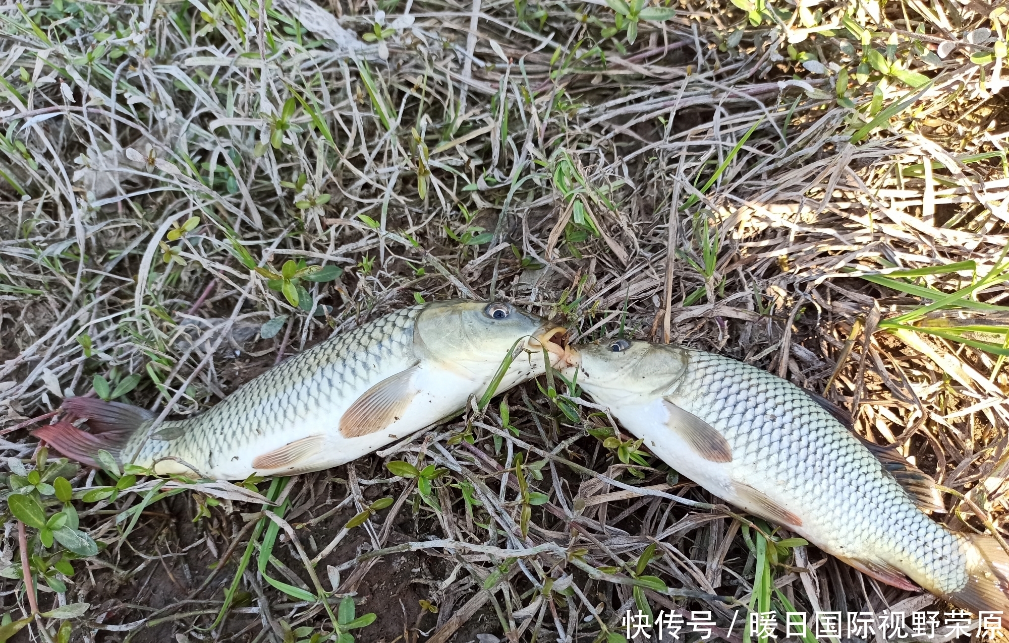 抄网|记录一场我去年野钓的奇遇，难不成鱼也有爱情？