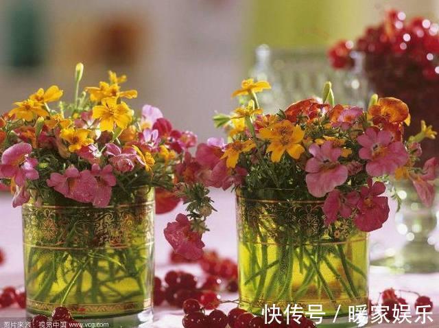四季海棠|秋天适合种什么花这7种好看又好养的花，总有一种适合你！