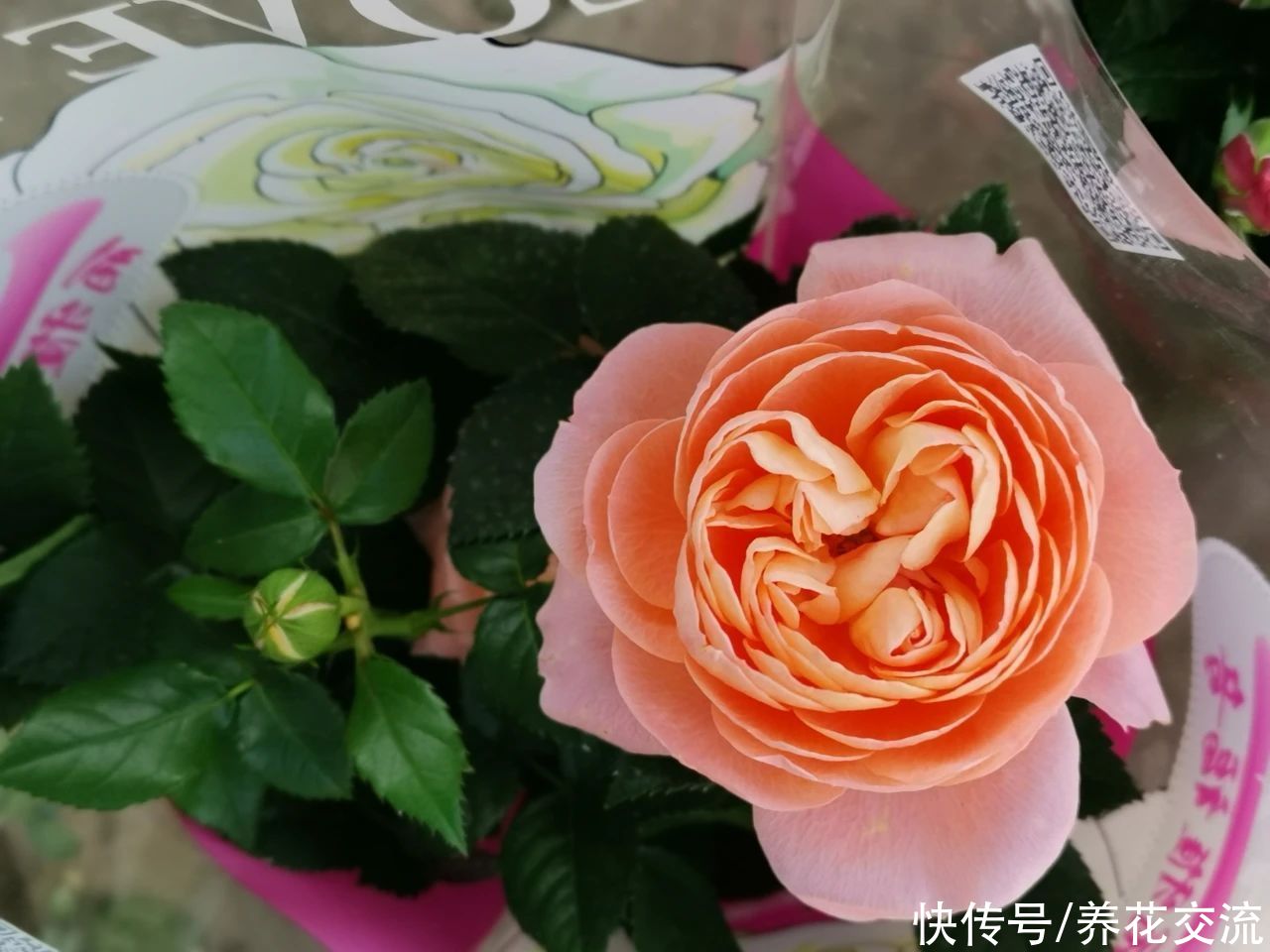 冬季买花“坑”很多，做好这几点，少吃亏，少上当