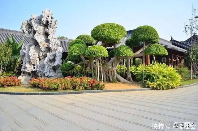 院子里种树有大讲究，这些树寓意好，可提升庭院灵气