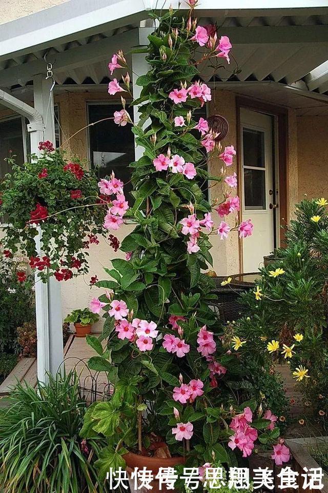 花苞|这花一开就是大半年,枝条沾水就活,根比萝卜还粗