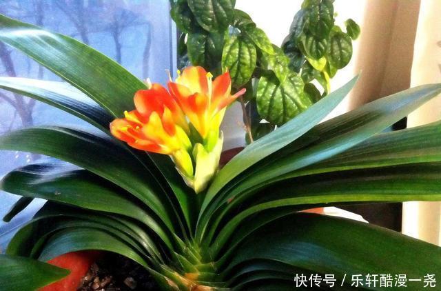 健壮|君子兰入夏要“静养”,扔一边,少管它,反而更健壮