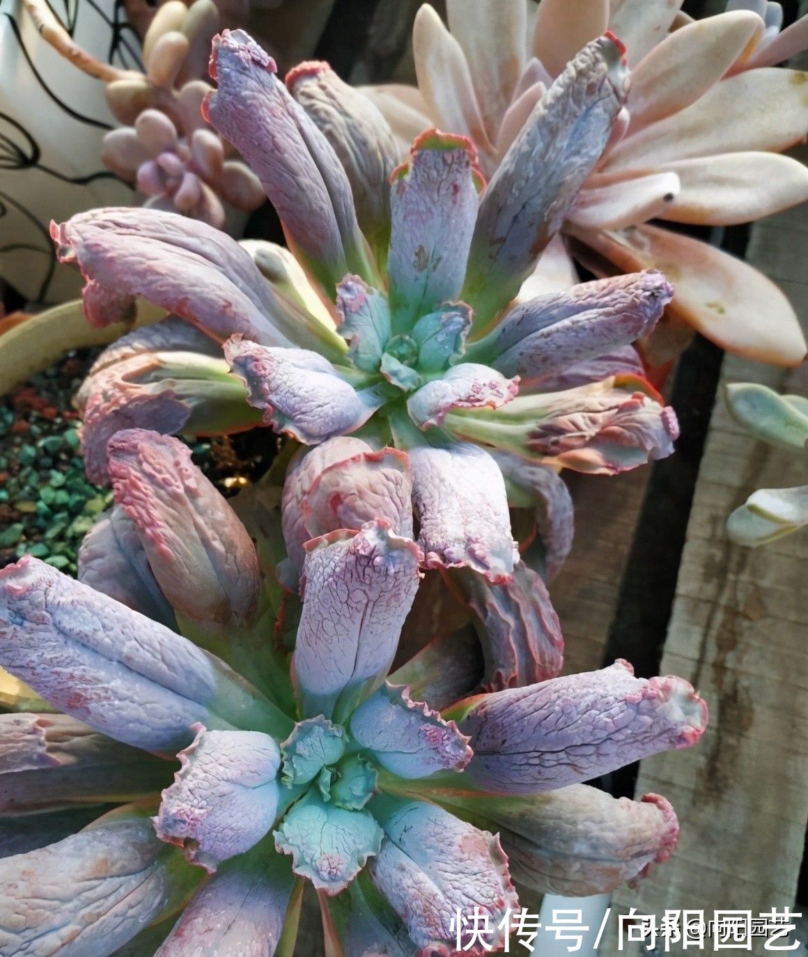 休眠季|夏天买多肉,上盆种好别浇水,遇水就黑腐,花钱打水漂