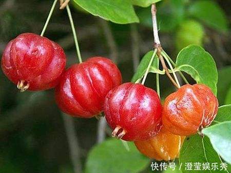 长相似南瓜,失眠的人吃上几粒很好,市场卖20元一斤,可种植吗