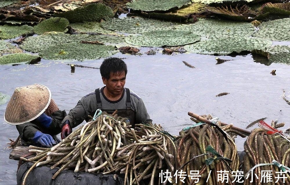 菜市场|一种带刺水生野菜，儿时常割来吃，剥皮后酷似藕带，市场3元1斤