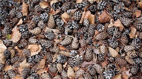 丝瓜瓤|花盆底部垫一层它,养花10年不烂根,你用过几种