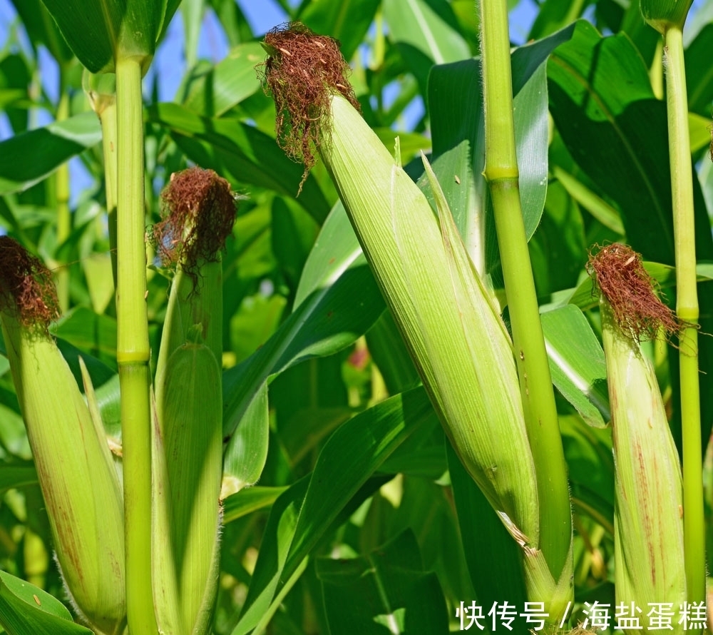 提醒:春天多吃多喝这几样,少生病人长寿