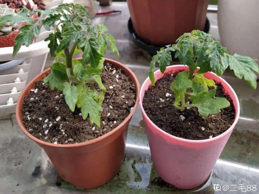 阳台养这10种菜,长得快、结果多,全家都够吃!