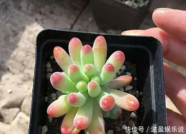 多肉|几天不打理，多肉全都有了“白胡须”，这该怎么办需要剪掉吗