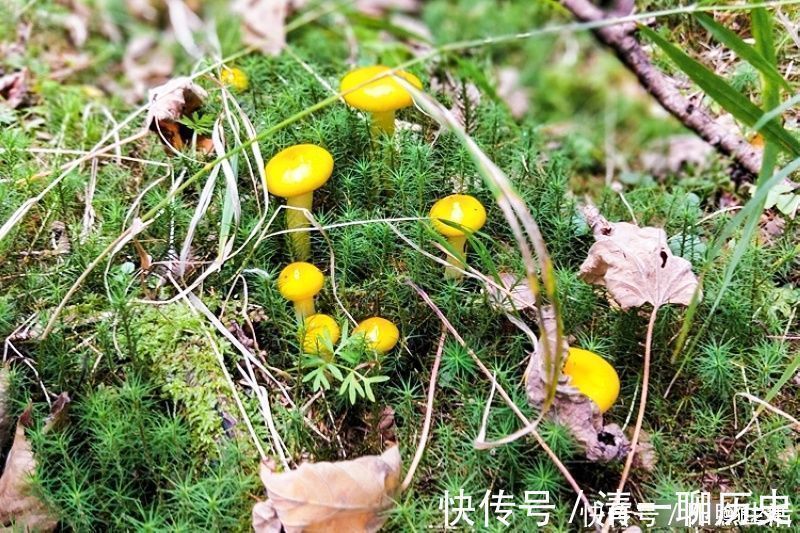 五花肉|生在松林里,曾误认含毒不能吃,如今58元1斤,可惜农村也少见了