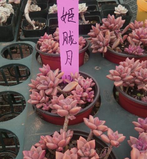 适合新手种植的多肉植物