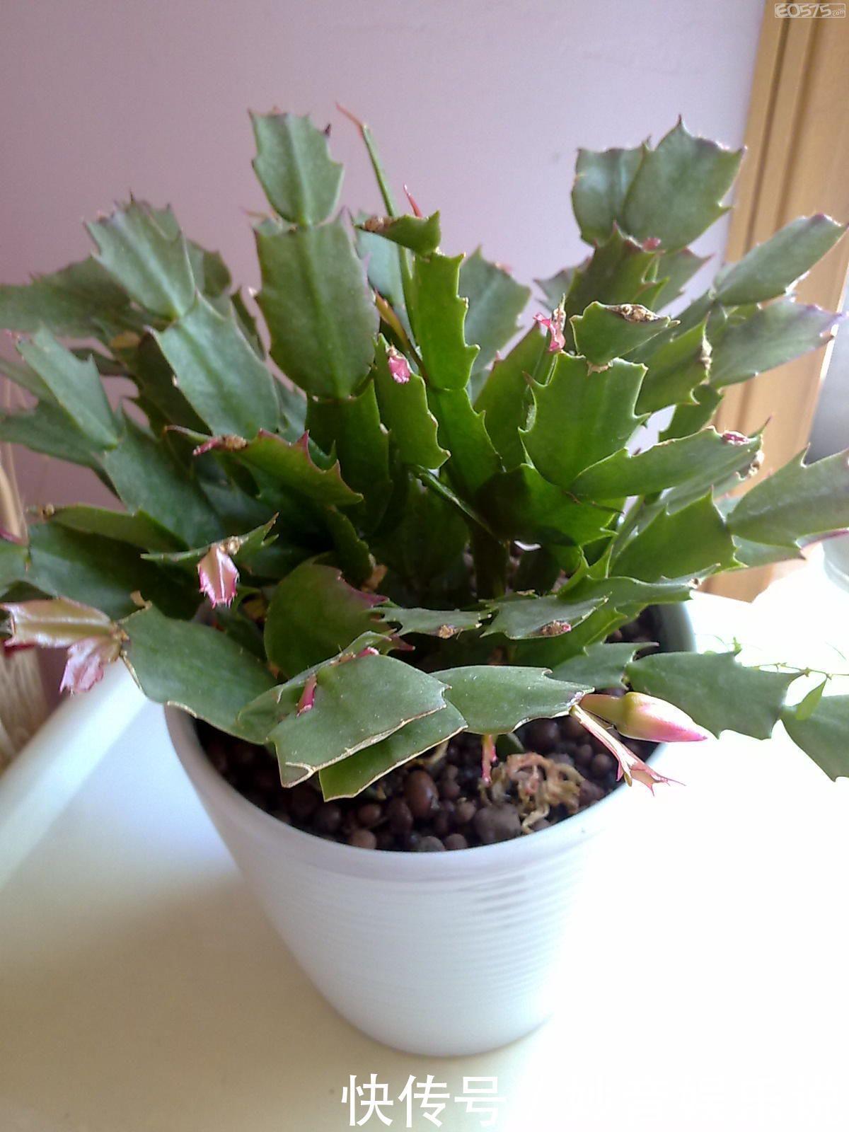 新叶|别让蟹爪兰开花了!想让叶子肥嘟嘟,长势好,现在就要这样养