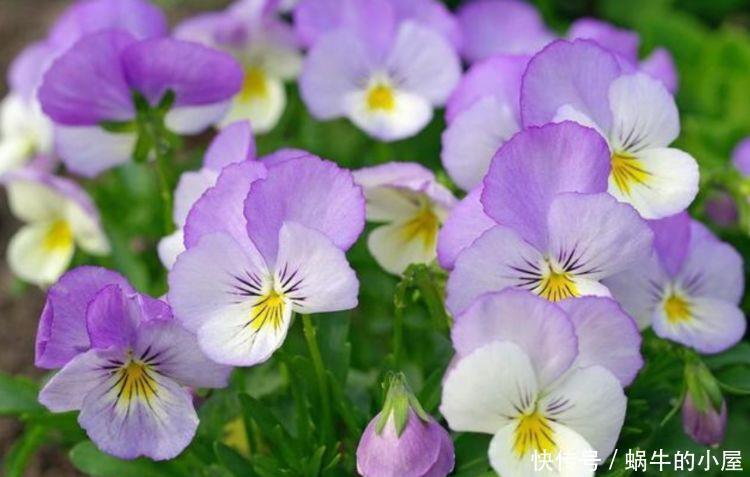 超仙几种的花卉,花朵迷人姿态万千,美极了