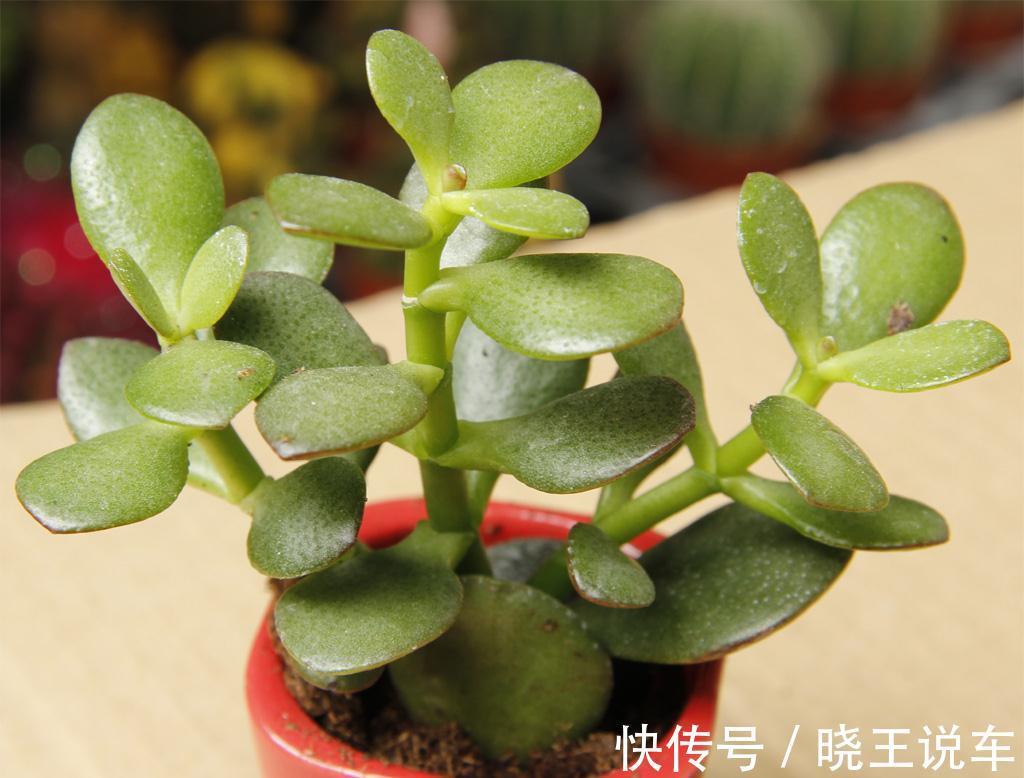 玉树|养花试试这几款，平时多通风，建议花友们用排水性好的土壤为宜