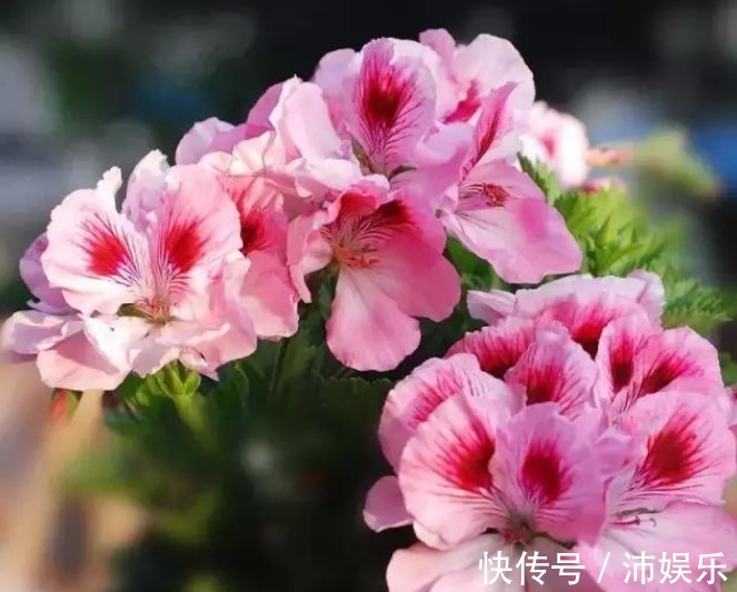 10种天竺葵,花色鲜艳,颜色丰富,每种都超美,你养过几种