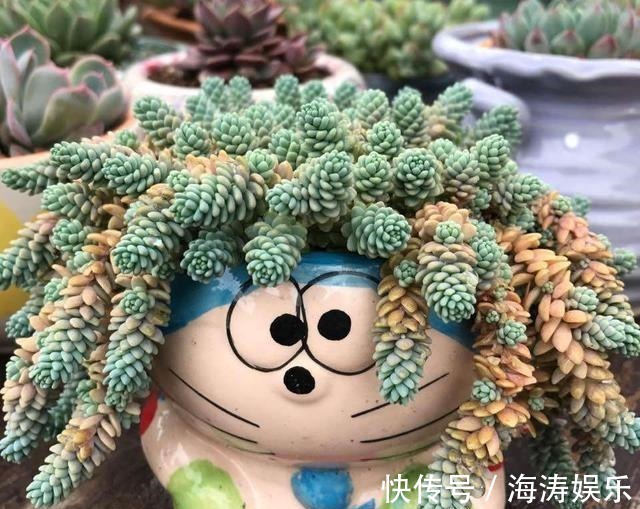 花盆|急性子养这6种“多肉”,长的快,状态美,半年就能长爆盆