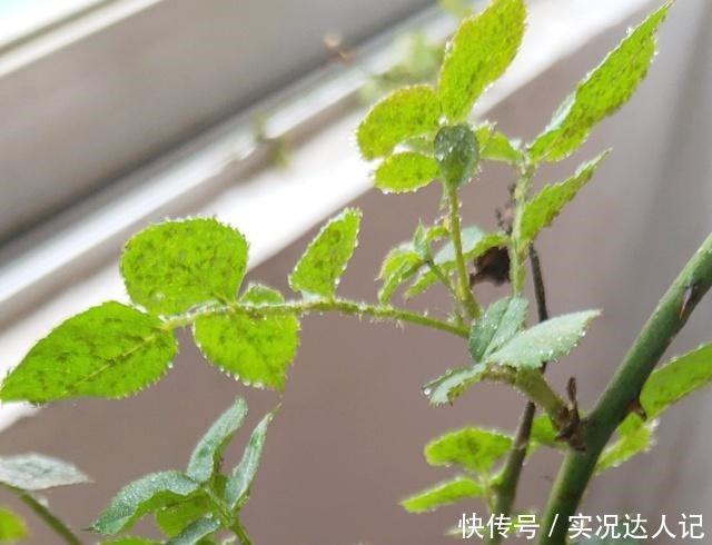 “蚜虫”铺满了月季,拿什么消灭教你4个小方法,很快就消灭光!