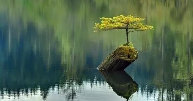 世界上又一奢侈品《盆栽》一盆就是一座房子！