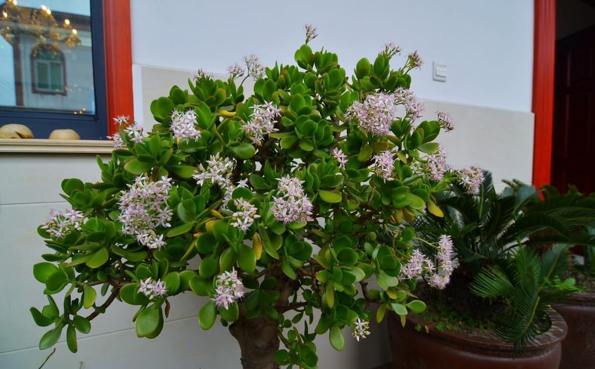 养护|植物也可成为传家宝,这6种高价值植物,你值得拥有