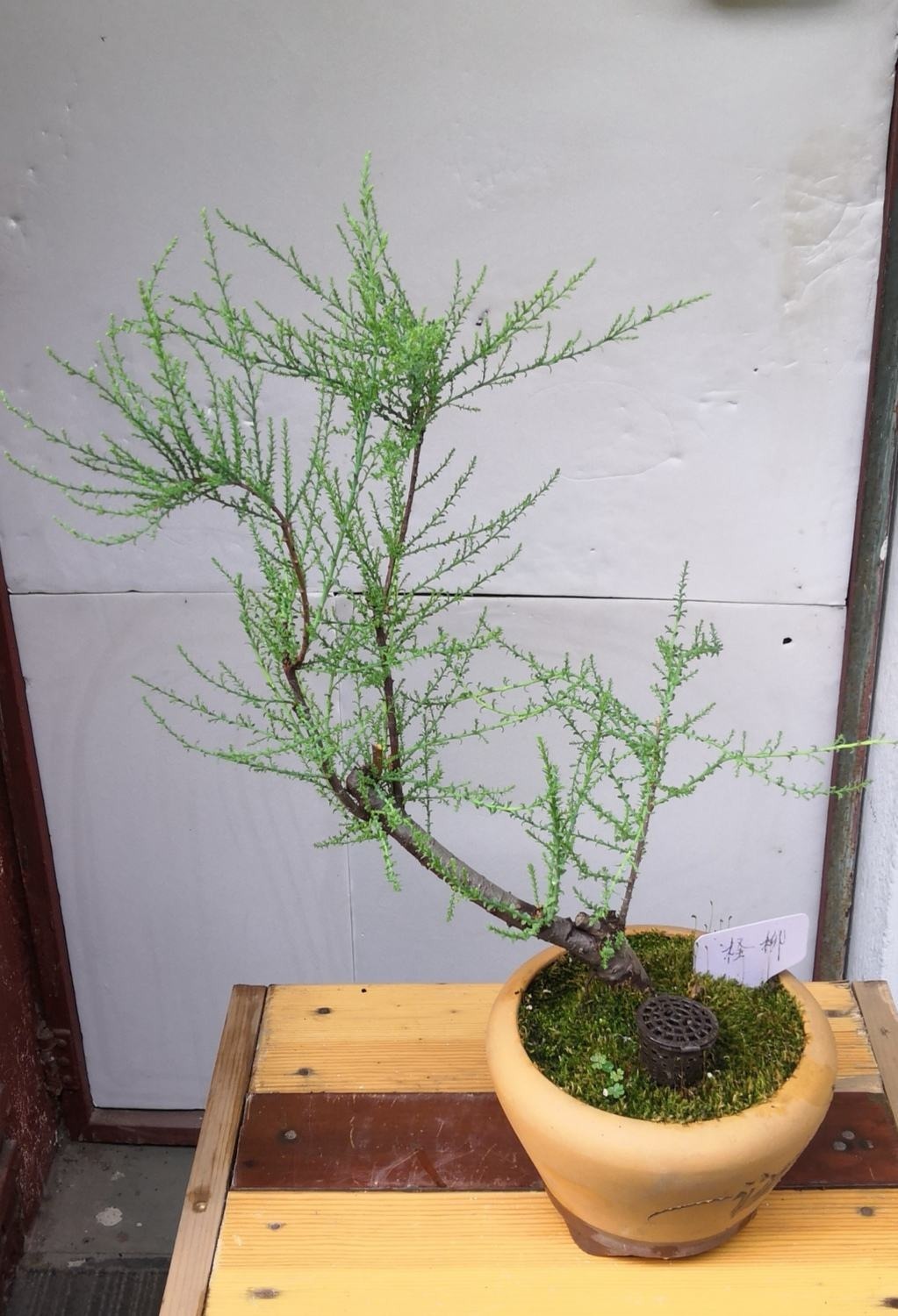 容易读错名字的花,每一种都常见,你中招了吗