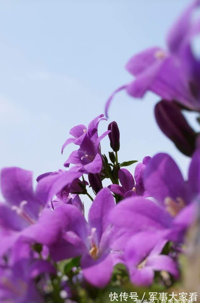 余生|桃花纷飞，喜鹊枝头叫，真爱降临，余生不负相守