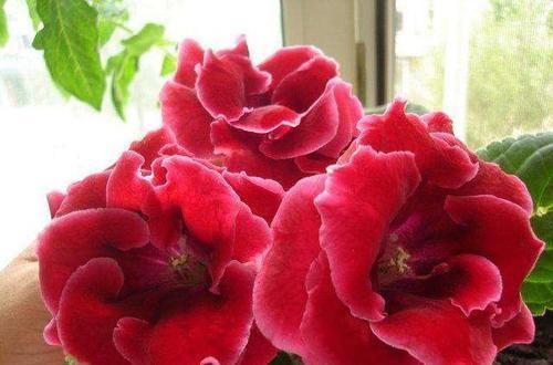 5种“阴暗花”，藏在角落里，年年自行繁殖，也能开成“仙花树”