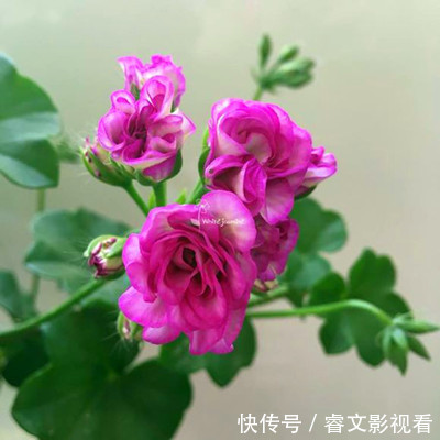 阳台种了30多种天竺葵,美不胜收,客人来了都舍不得走