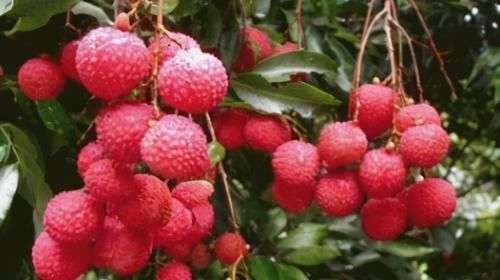 食物|坚持长期吃3种食物,健康长寿会“爱上你”,多位老人的经验!