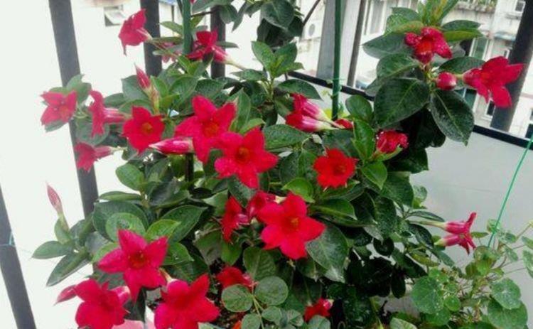 4种漂亮花，好养易活能爆盆，一开就是300多天，关键好养又漂亮！