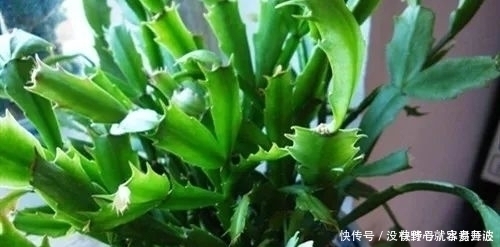 蟹爪兰焉焉的怎么办蟹爪兰要怎么浇水是浇大水还是少浇水