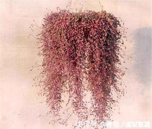 白檀|10款能吊起来养的多肉,一个比一个美,还不占地方