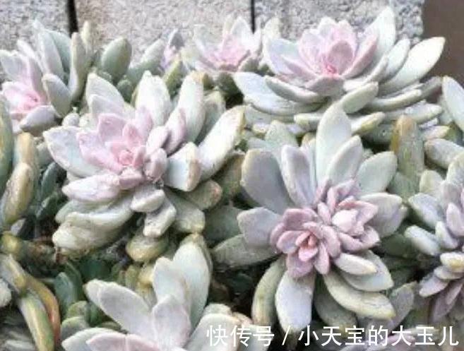 蓝苹果|3种多肉大普货,简单养殖变成手捧花,价值翻了好几倍