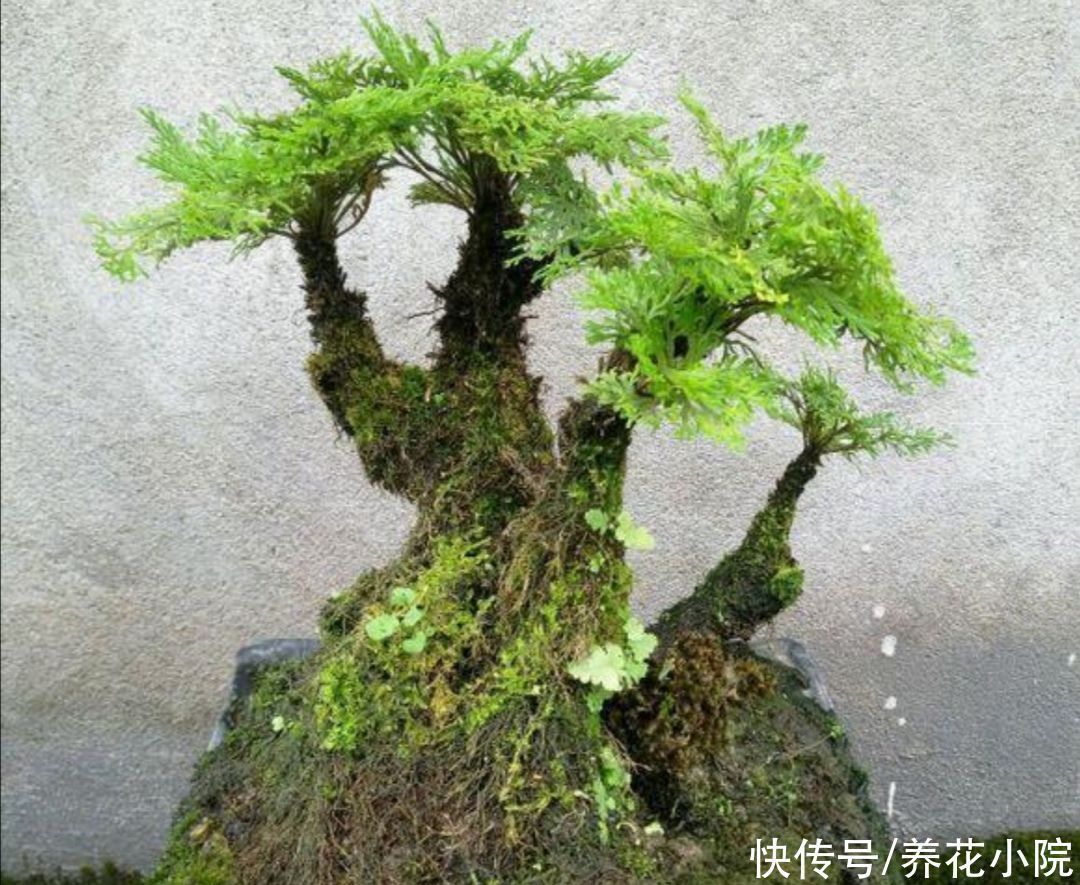 3种普通的“小草”，也能养成美观小盆景，精致小巧生机盎然