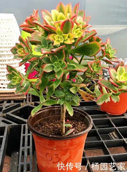 莲花掌属的多肉,好看又好养,入股不亏